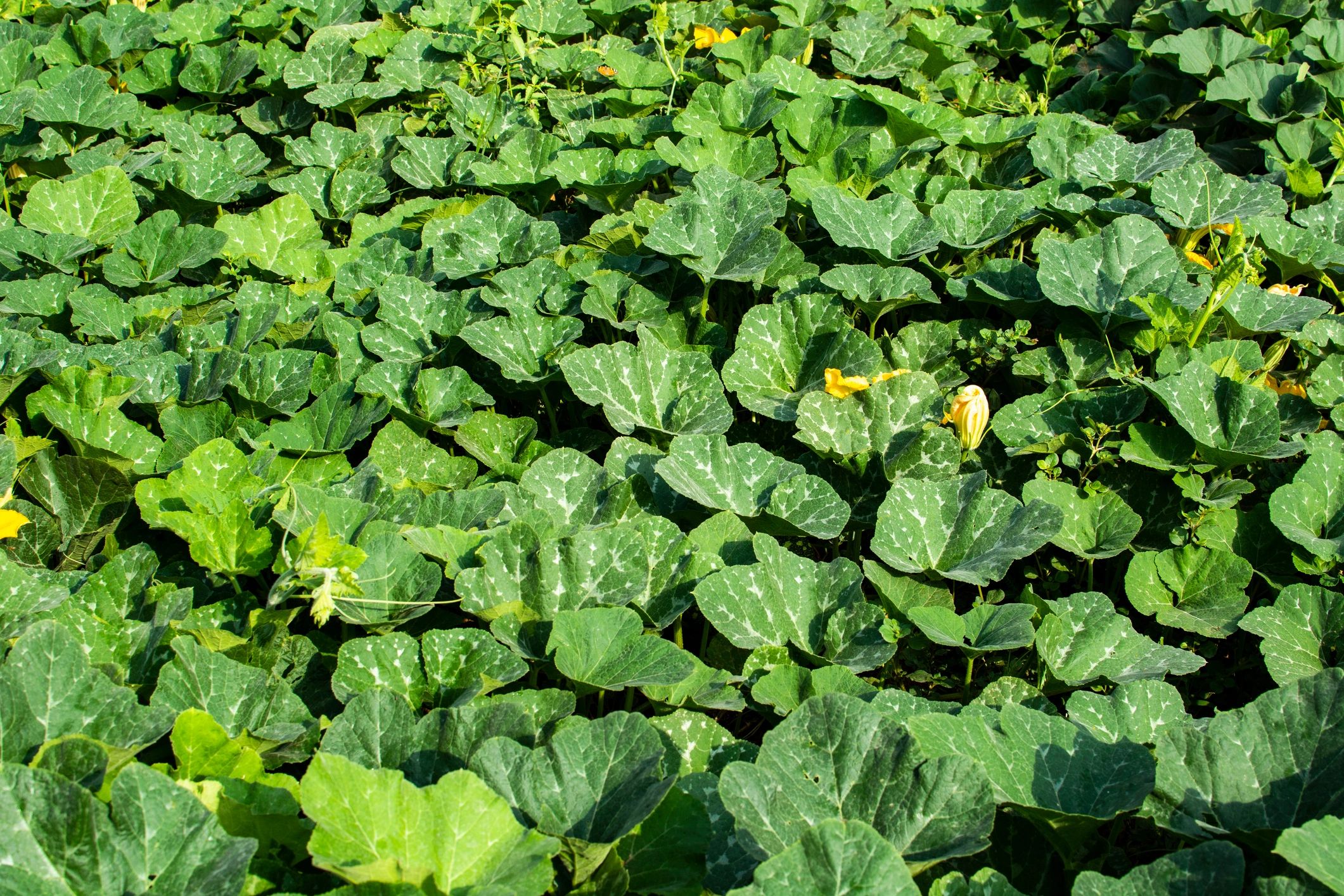 Pumpkin plant growing in a garden bed