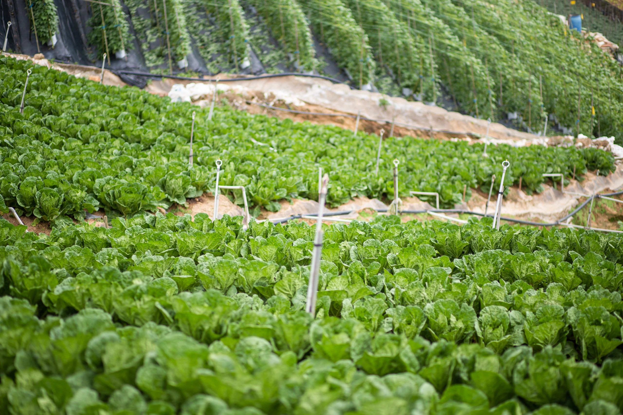 Organic plants growing in a homestead field