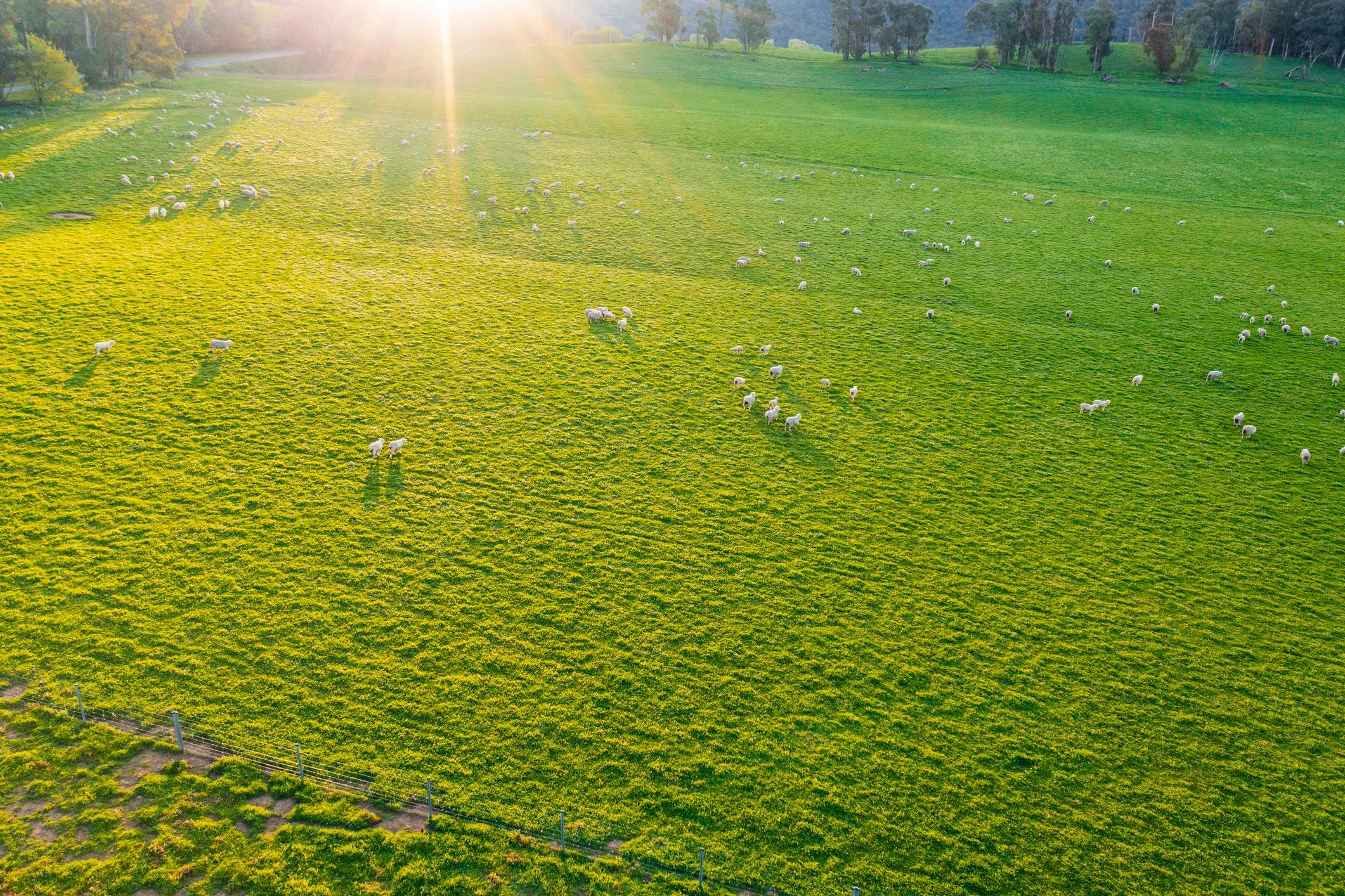 Pasture landscape representing the homesteading community