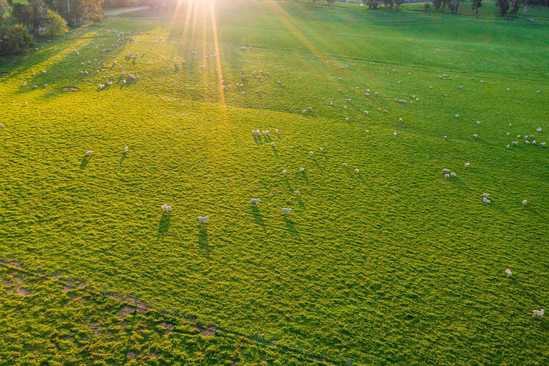 Sheep grazing in a green pasture on a prairie homestead