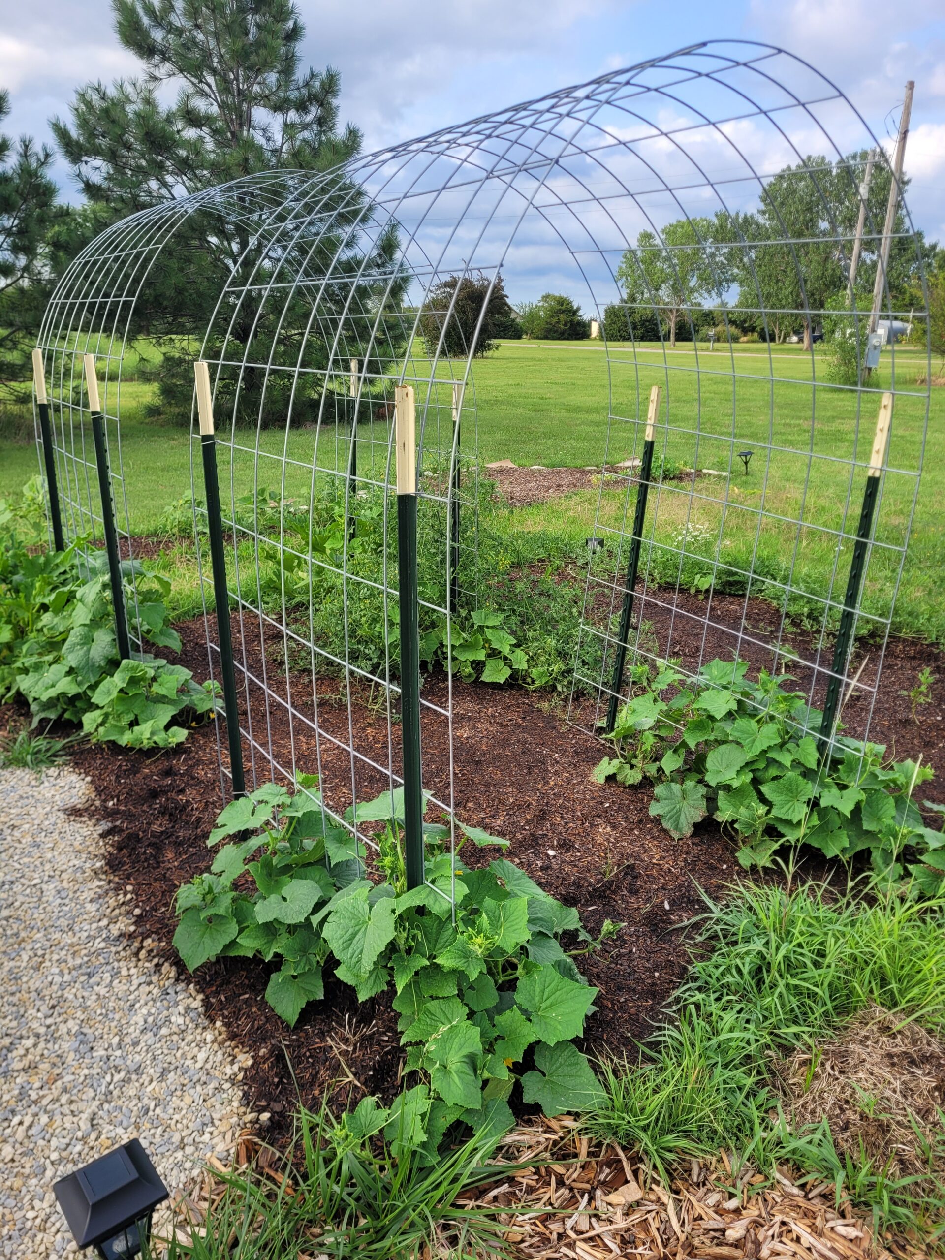 Cattle panel trellis installed between metal T-posts in a garden row