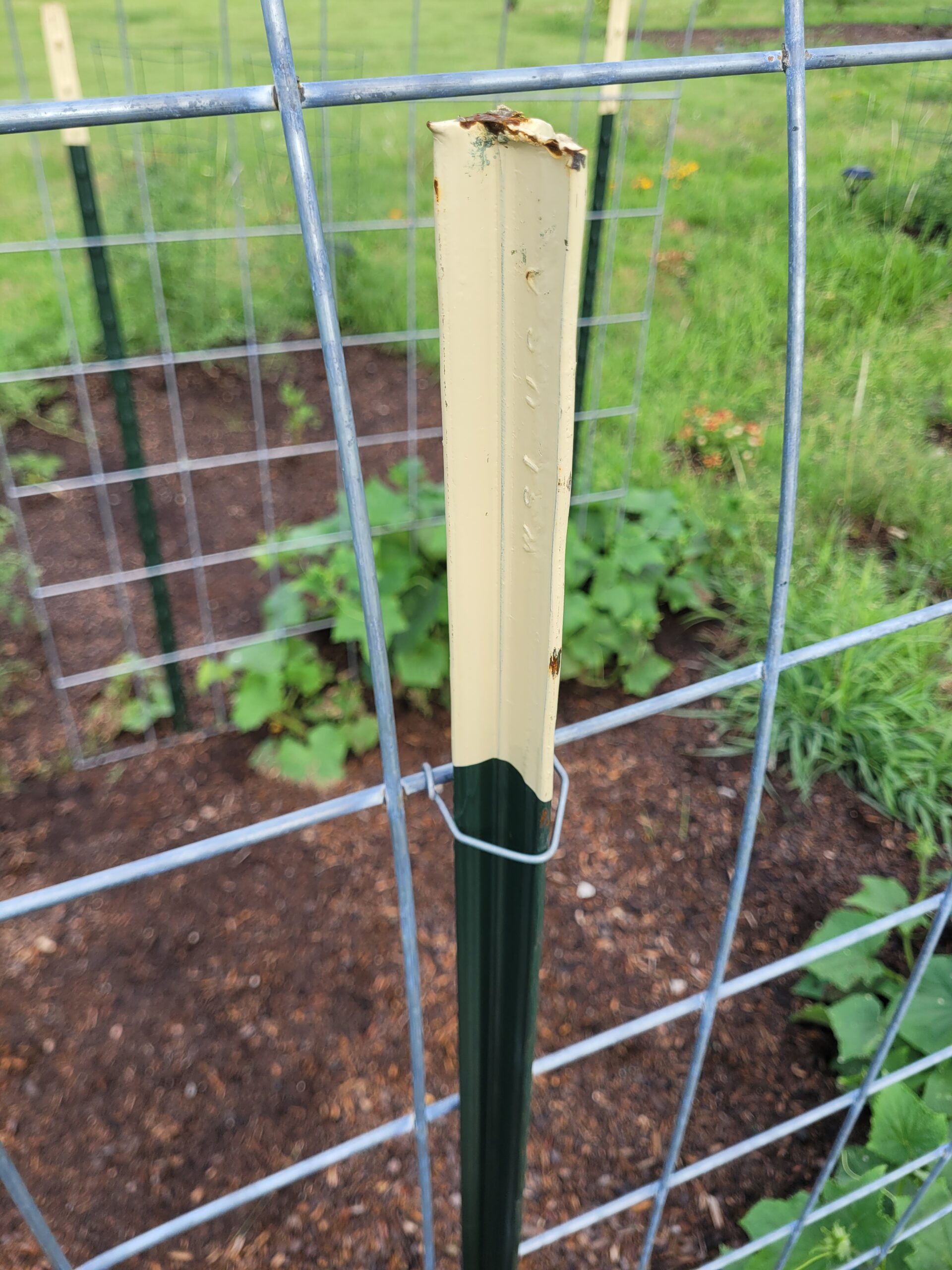Close view of a cattle panel fastened to a metal T-post with wire