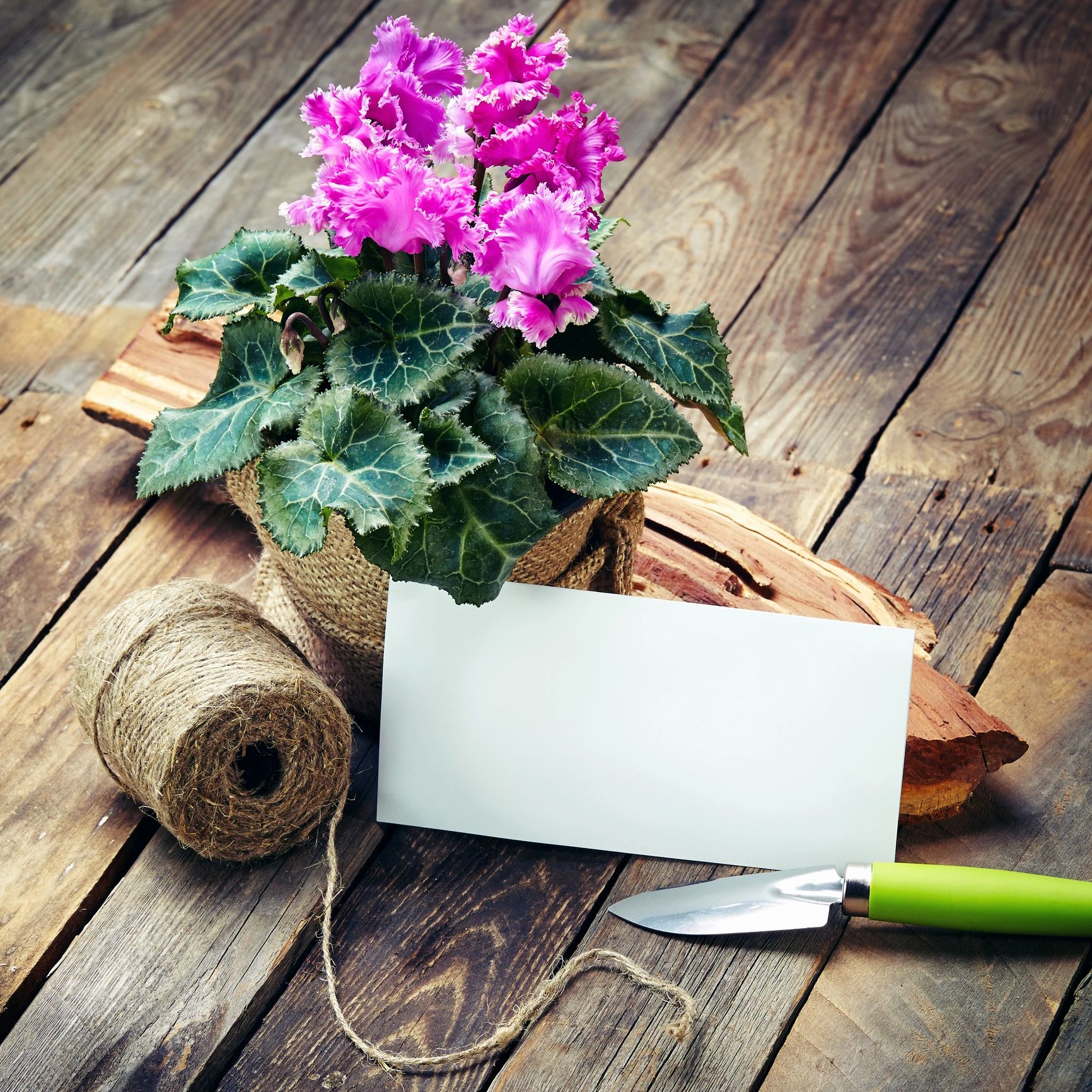 Garden tools on a rustic wooden table